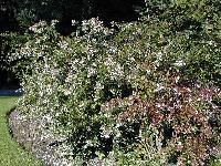 Abélia arbuste nain à fleur blanche ou rosé