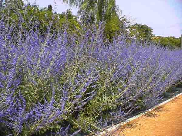Perovskia feuillage persistant floraison violette 