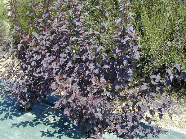 Physocarpus ou physocarpe feuillage tres coloré