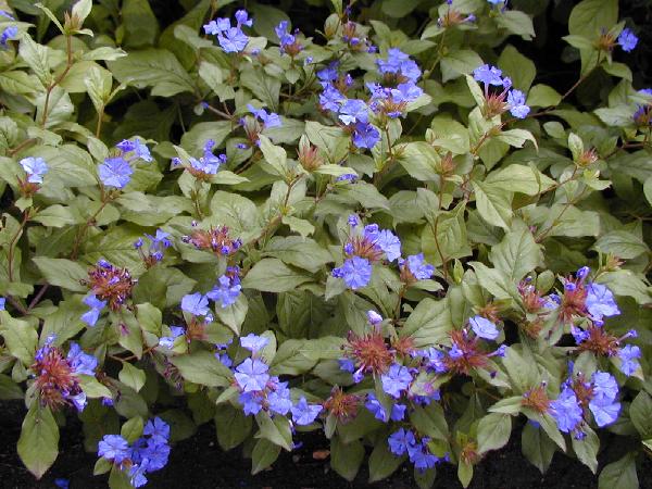 Plumbago ou Ceratostigma arbuste à fleur bleu vif