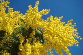 Mimosa d'hivers