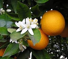 Oranger fleurs très parfumées