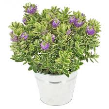 Véronique feuillage vert ou panaché avec des fleurs blanche violette ou rosé