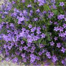 Campanule vivace floraison violette exposition ensoleillé ou mi-ombre 