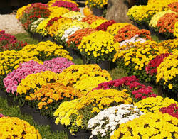 Chrysantheme vivace ou annuelle selon les espèces différente couleur de fleurs idéales pour l'automne