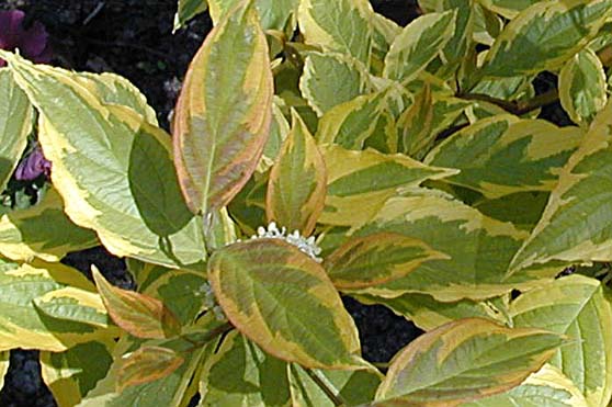Cornouiller ou Cornus, arbuste caduc avec un bois très coloré 