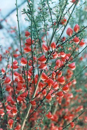 genêt ou cytisus arbuste à fleur