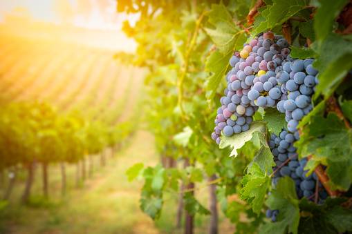 Les plants de vigne pour le raisin, plante grimpante, fruits blanc, noir, rouge ou rose.