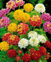 Lantana fleurs vivace ou annuelle port droit ou rampant floraison bicolore