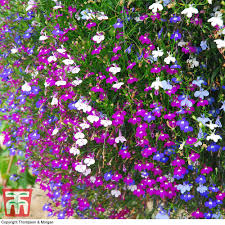 Lobelia fleurs vivace ou annuelle exposition ensoleillé ou mi-ombre floraison bleu violette ou blanche