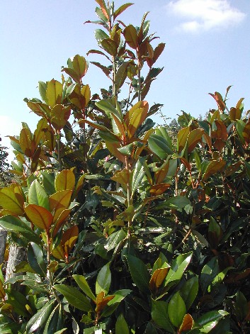 Magnolia persistant ou caduc