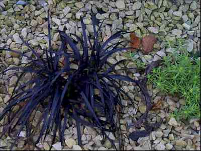 Ophiopogon graminée naine 20cm feuillage noire