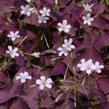 Oxalis plante vivaces basse plutôt couvre sol feuillage vert ou pourpre floraison blanche ou rose exposition ensoleillé