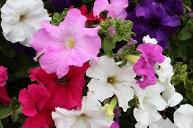 petunia, petunia retombant, surfinia fleurs annuelle d'été grand dégradé de couleur exposition ensoleillé ou mi-ombre