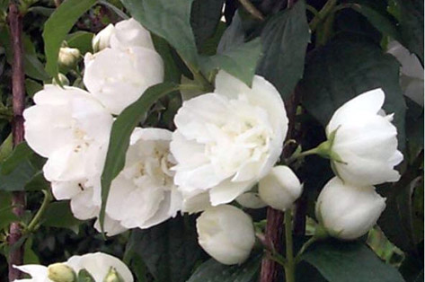 Philadelphus ou seringa(t) fleurs blanches
