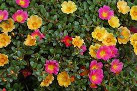 Pourpier, Portulaca plante grasse annuelle d'été exposition soleil, fleurs jaune rouge orange rose