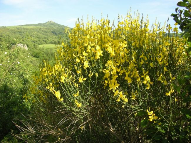 Genêt d'espagne ou spartium floraison jaune vive