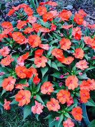Sunpatiens fleurs annuelles d'été grands palette de couleur exposition soleil mi-ombre