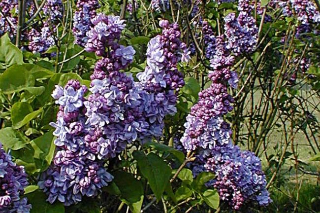 Lilas commun ou le syringa floraison parfumée