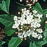 Viburnum belle floraison blanche