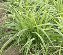 Carex, peut atteindre 100cm et 50cm selon la variété