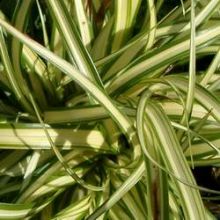 Carex, peut atteindre 100cm et 50cm selon la variété