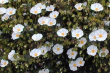 Ciste des corbières ou Cistus arbuste à fleur blanche ou rose