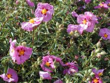 Ciste des corbières ou Cistus arbuste à fleur blanche ou rose