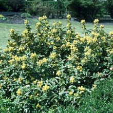 Mahonia feuillage persistant floraison jaune vif