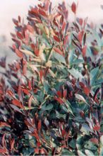 Osmanthus feuillage coloré et persistant