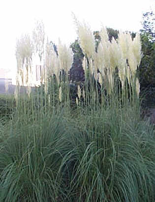 Herbe de la pampa, jusqu'à 1m50 de haut, fleur blanche ou rose. - Jardinerie  et pépinière à Bouc Bel Air - PEPINIERE JEANSELME