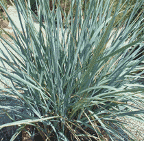 Elymus touffe bleu de environ 80cm