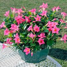 Dipladenia craint de froids plante grimpante fleurs blanche rose ou rouge