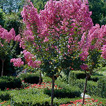 Lilas des indes ou lagestroemia floraison estivale