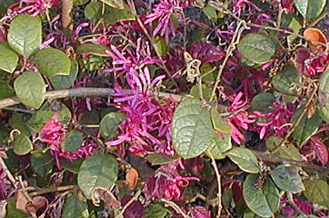 loropetalum feuillage persistant