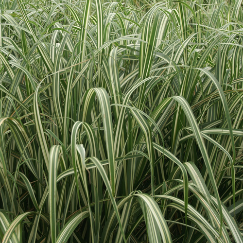 Miscanthus jusqu'à 200cm de haut 