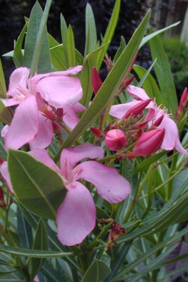 Laurier rose ou Laurier fleurs feuillage persistant avec une floraison qui dure tout l'été