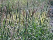 Miscanthus jusqu'à 200cm de haut 