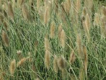 Pennisetum  de 30 à 100cm feuillage vert, epis blanc ou rouge