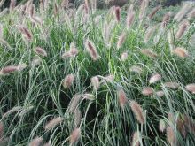 Pennisetum  de 30 à 100cm feuillage vert, epis blanc ou rouge