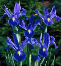 Iris fleur à bulbe vivace aimant le soleil ou le mi-ombre floraison en général jaune ou voilet