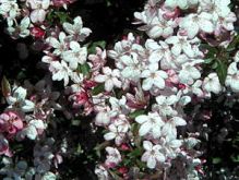 Pommier d'ornement ou malus arbuste caduc mais très décoratif